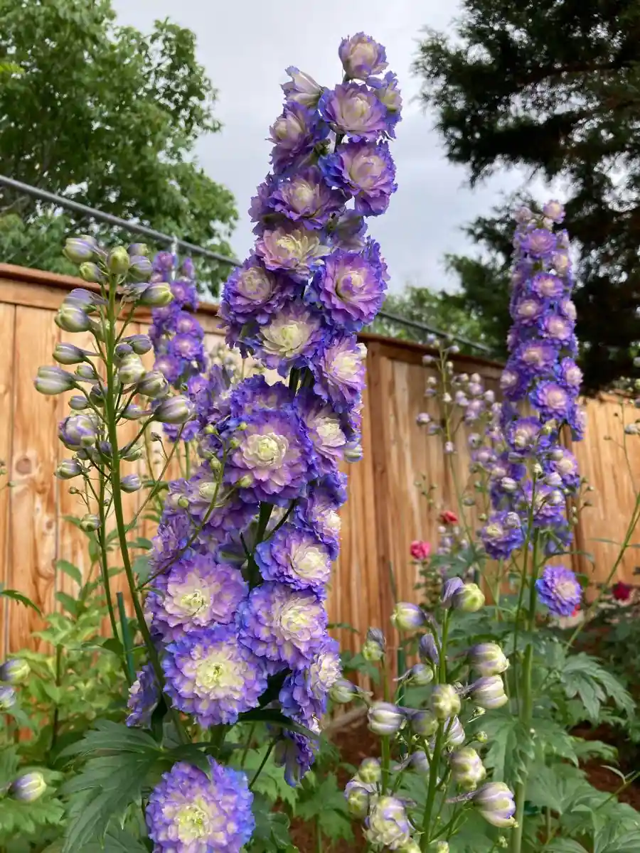 Delphinium bed
