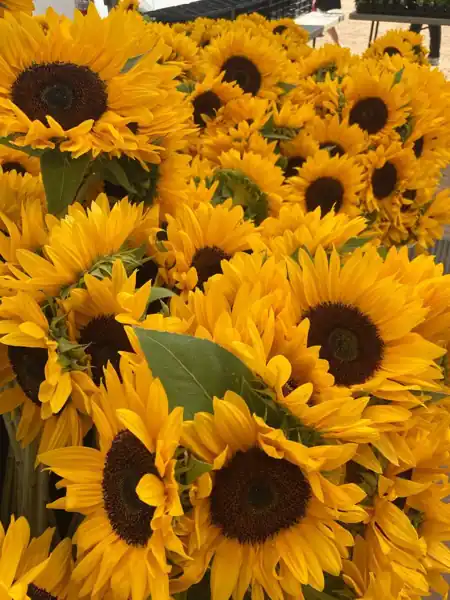 Sunflowers