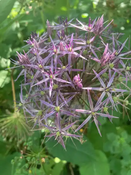 Allium