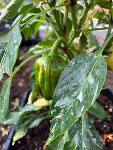 Pepper plants
