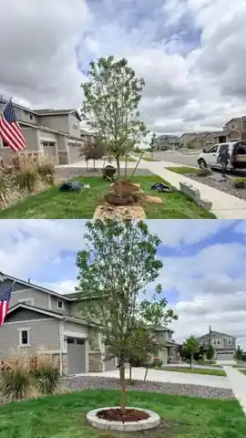 Tree ring and lawn