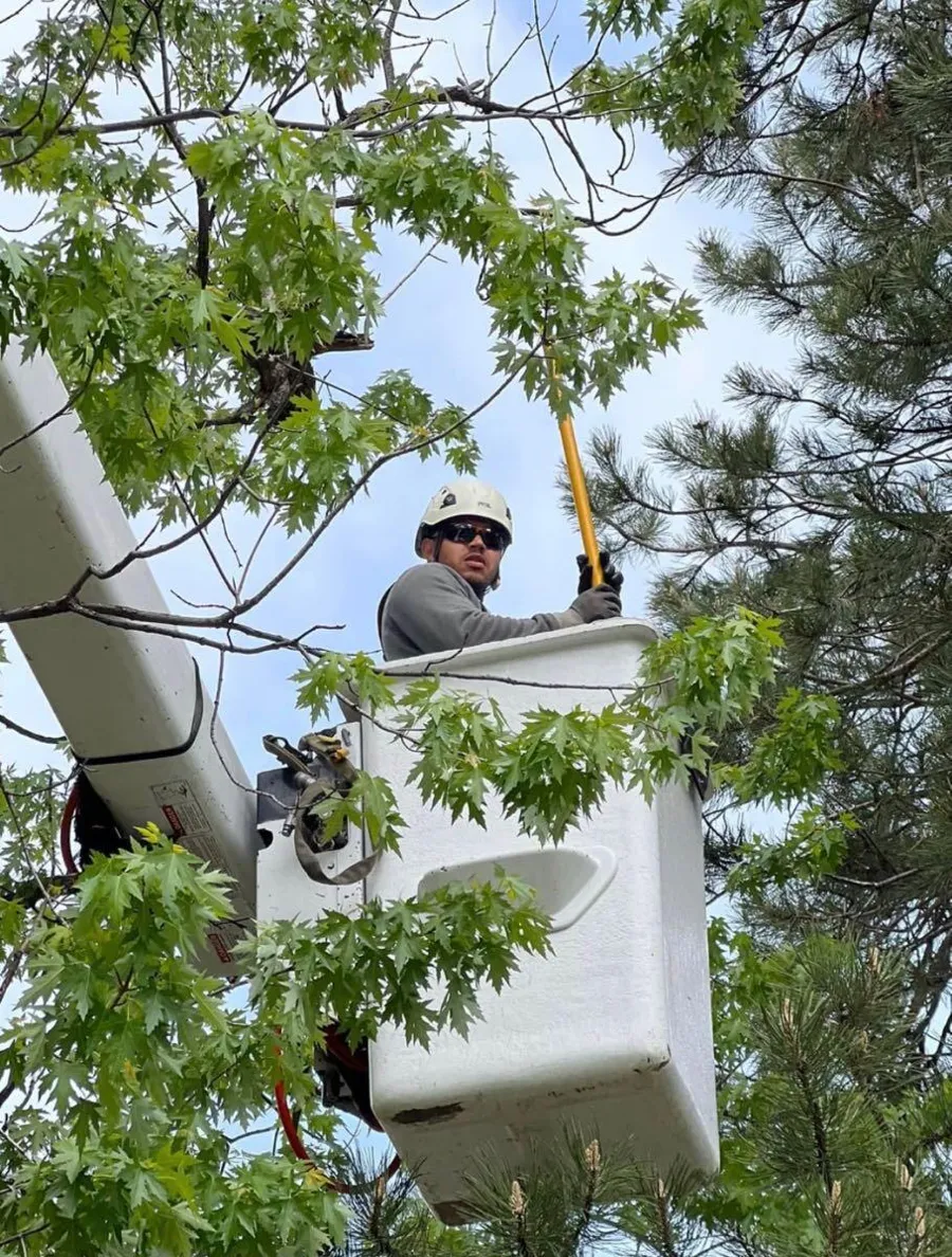 Trimming from the bucket truck