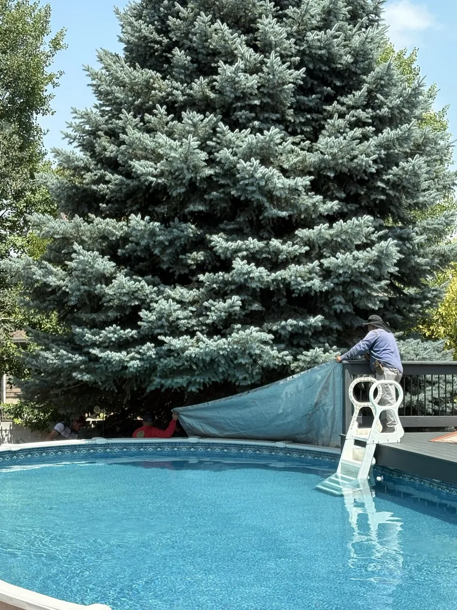 Pine tree trimmed over a pool (customer photo)