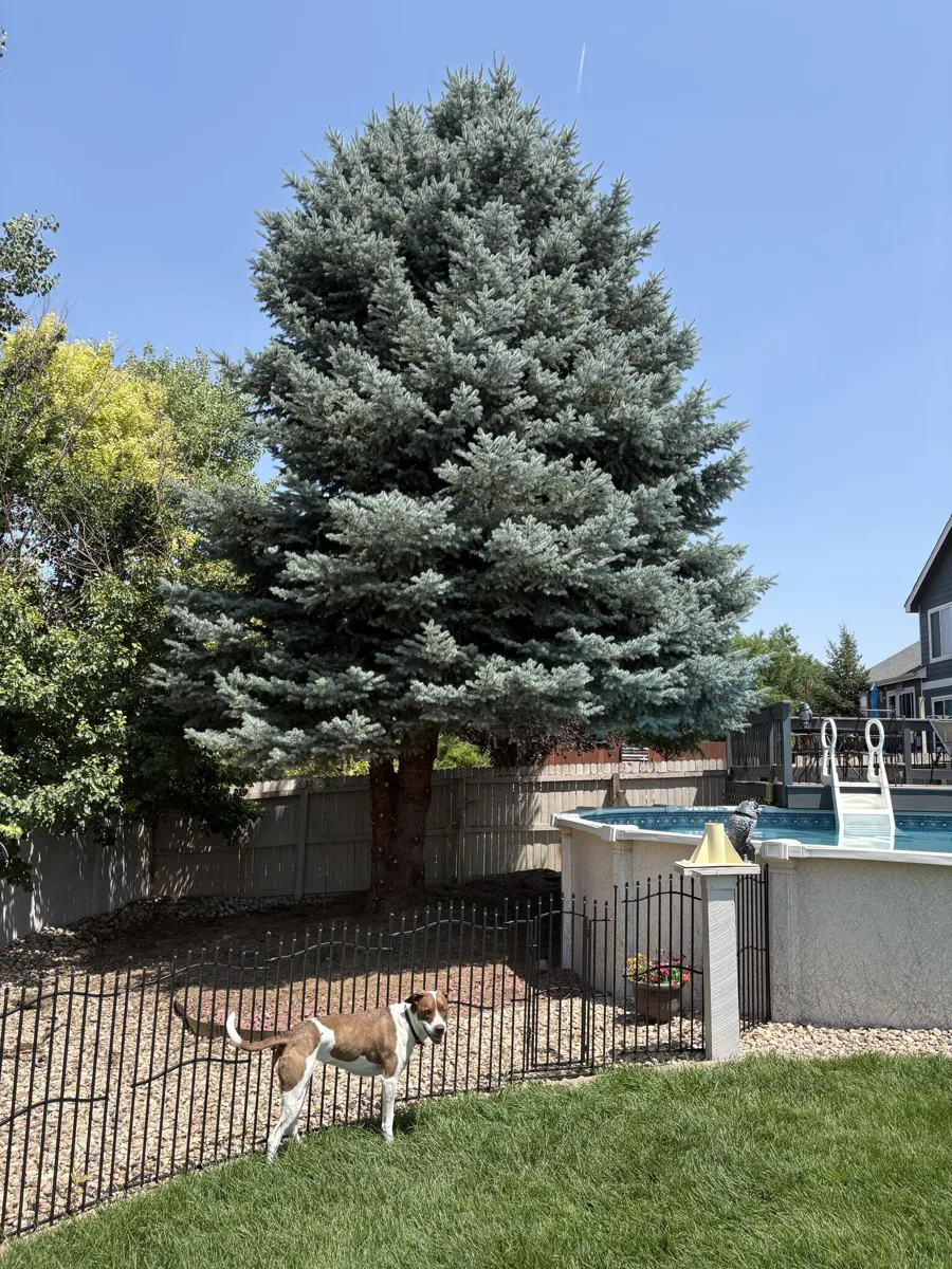 Pine tree job by the pool, from the yard (customer photo)