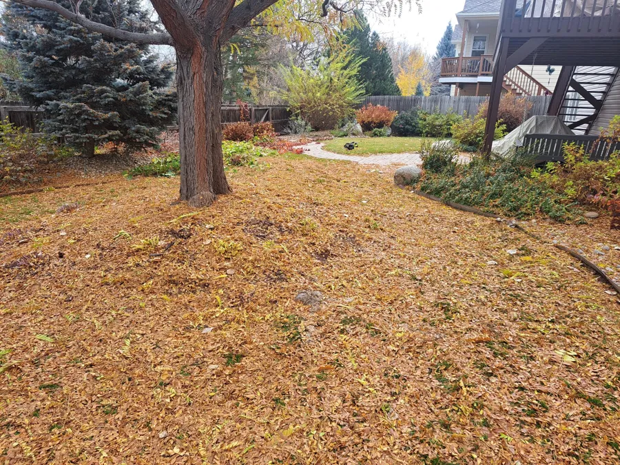 Leaf-covered yard before cleanup