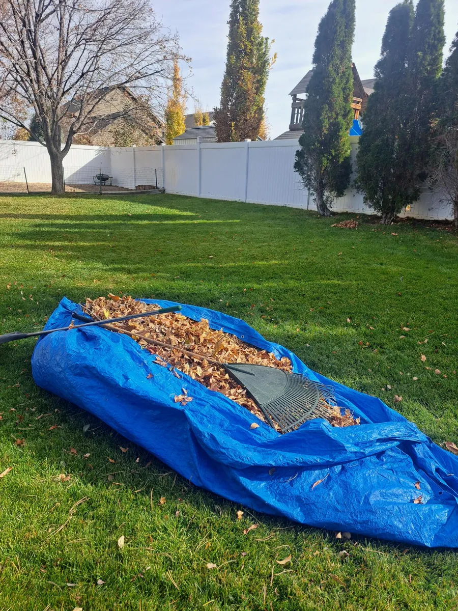 Tarp full of raked leaves