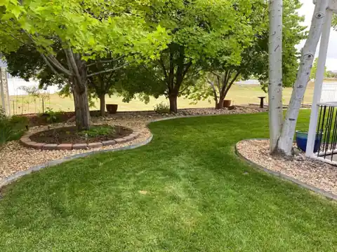 Lawn and tree ring