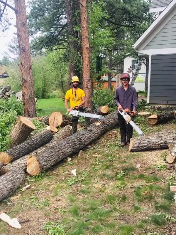 Tree Barber crew on a removal job