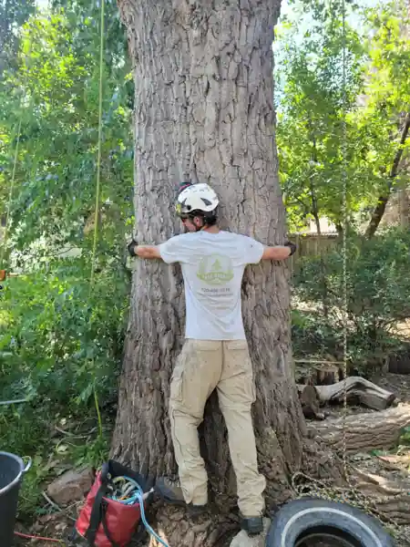 Big tree, before removal